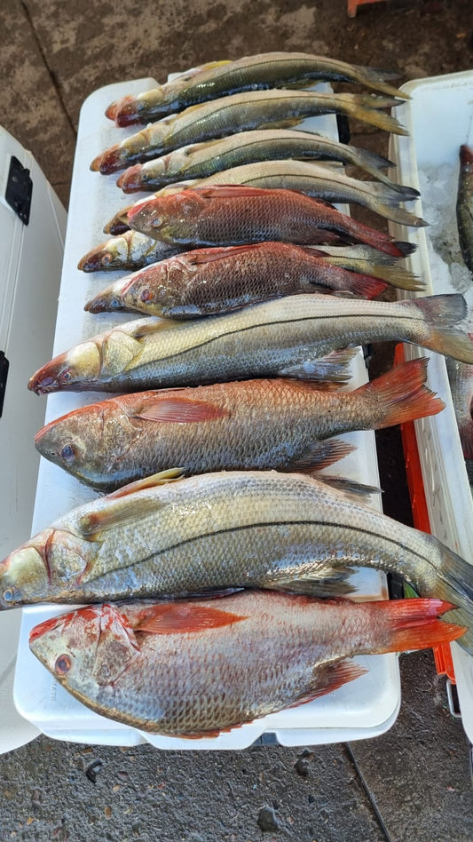 Pescado fresco